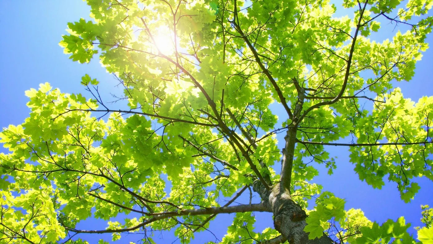Sunlight through green leaves representing responsible manufacturing